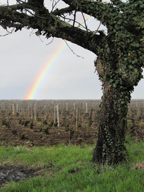 En sortant du Chateau Meursault