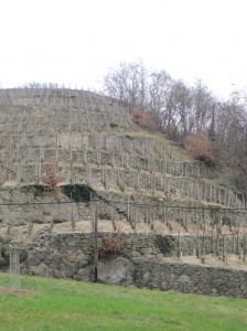 vignes saint joseph & condrieu