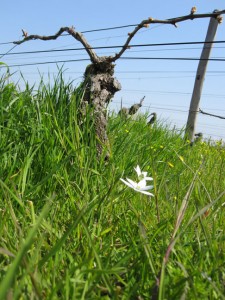 vigne de Montlouis sur Loire